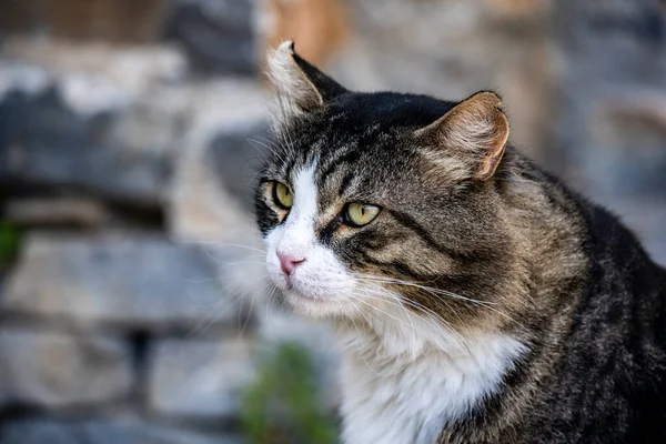 Gato Blanco Negro Perezoso Yace Sombra Los Árboles —  Fotos de Stock