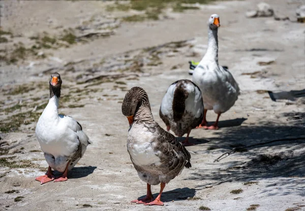 Beautiful Gray White Geese Walk Lake — Stock Photo, Image