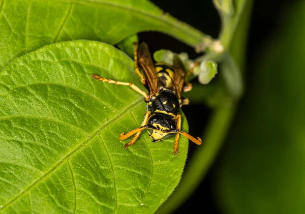 Gult Grönt Löv Nära Håll — Stockfoto