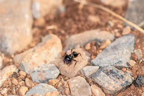 Černí Mravenci Spolupracují Brzy Ráno Odnášejí Svou Kořist Doupěte — Stock fotografie
