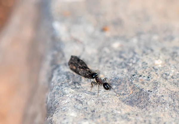 Czarne Mrówki Pracują Razem Niosą Zdobycz Nory Wczesnym Rankiem — Zdjęcie stockowe