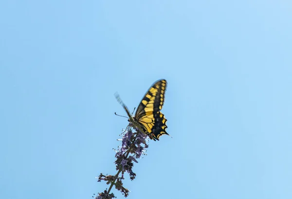 Svart Och Gul Fjäril Lila Blomma Blå Himmel Bakgrund — Stockfoto