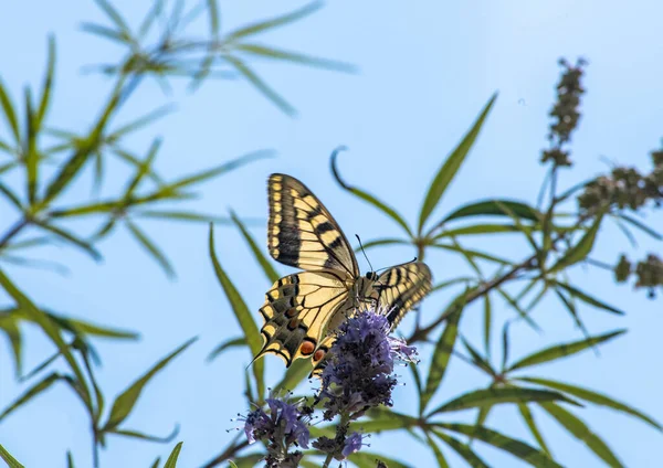 Mariposa Negra Amarilla Una Flor Púrpura Sobre Fondo Azul Del —  Fotos de Stock