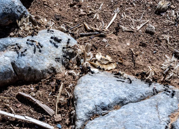 Schwarze Ameisen Arbeiten Zusammen Und Tragen Ihre Beute Frühen Morgen — Stockfoto