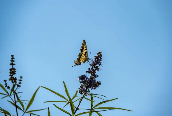 Schwarzer Und Gelber Schmetterling Auf Lila Blüten Auf Blauem Hintergrund — Stockfoto