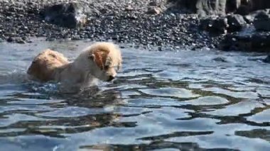 Denizin kıyı şeridinin panoramik görüntüsü bir drondan çekilen gemilerin demirlemesiyle.