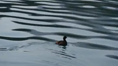 Denizin kıyı şeridinin panoramik görüntüsü bir drondan çekilen gemilerin demirlemesiyle.
