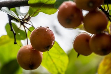 Parktaki yağmur sırasında dalda kırmızı elmalar