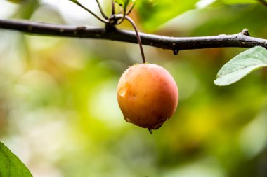 Parktaki yağmur sırasında dalda kırmızı elmalar