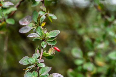 Yağmur sırasında parktaki bir ağaç dalında kırmızı meyveler