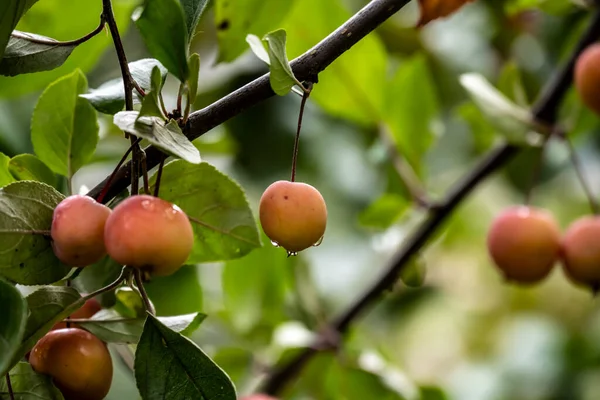 Rote Äpfel Auf Einem Ast Während Des Regens Park — Stockfoto