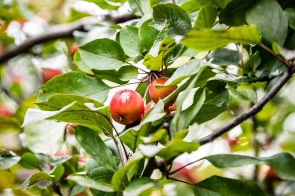 Rote Äpfel Auf Einem Ast Während Des Regens Park — Stockfoto