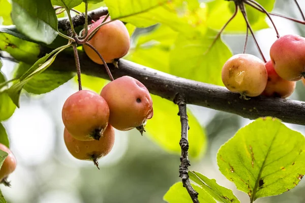 Rote Äpfel Auf Einem Ast Während Des Regens Park — Stockfoto