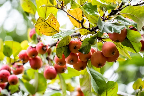 Rote Äpfel Auf Einem Ast Während Des Regens Park — Stockfoto