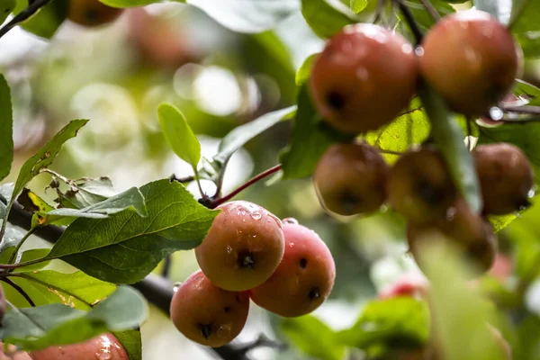 Rote Äpfel Auf Einem Ast Während Des Regens Park — Stockfoto