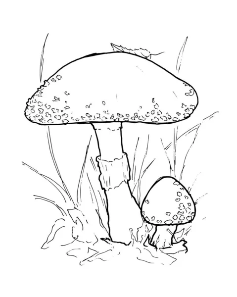 Amanita fly agaric Malbuch Seite im Gras — Stockvektor