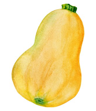 Güzel turuncu balkabağı. Kış kabağı hasadı