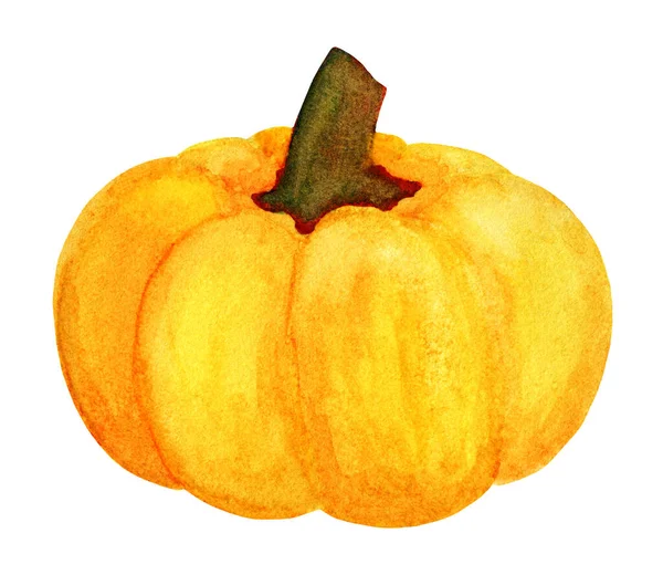 Güzel yeşil balkabağı. Kış kabağı hasadı