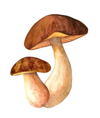 Suluboya porcini izole edilmiş beyaz arkaplan