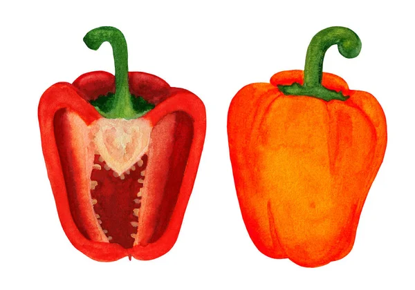 Watercolor red bell pepper cross section and whole — Stok fotoğraf
