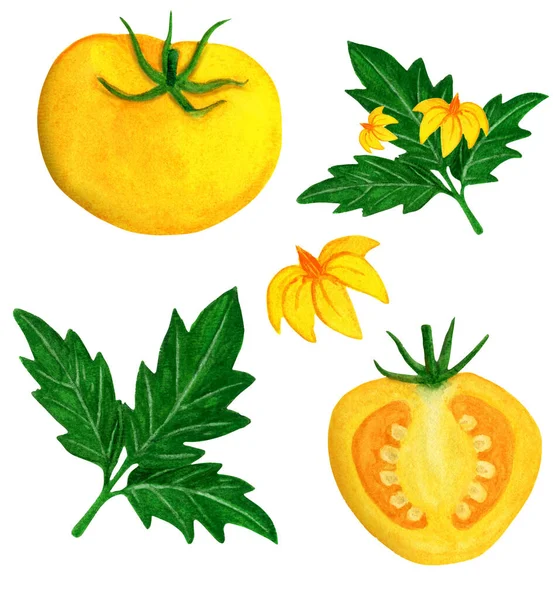 葉付きのジューシーな黄色のトマトの水彩セット — ストック写真