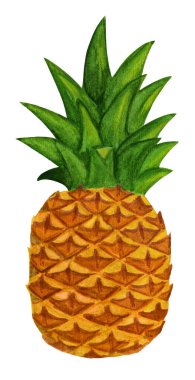 Beyaz arkaplanda izole edilmiş suluboya ananas