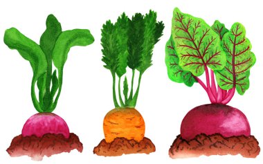 Bahçe yatağında kök sebzeler. Toprakta turp, havuç ve pancar.