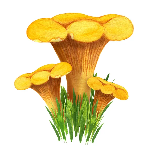Golden chanterelle bunch in the grass, front view — Stock Photo, Image