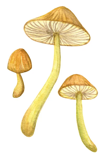 Conjunto de toadstool aquarela. Três cogumelos amarelos separados. — Fotografia de Stock