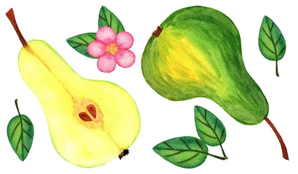 白地に分離された熟した梨の水彩画コレクション — ストック写真