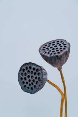 Gri arka planda solmuş iki nilüfer çiçeği.