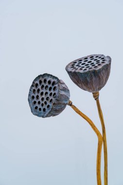 Gri arka planda solmuş iki nilüfer çiçeği.