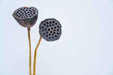 Gri arka planda solmuş iki nilüfer çiçeği.