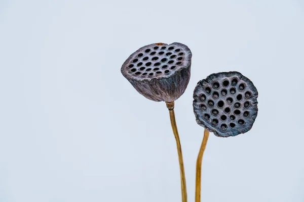 Two withered lotus plants in front of gray background