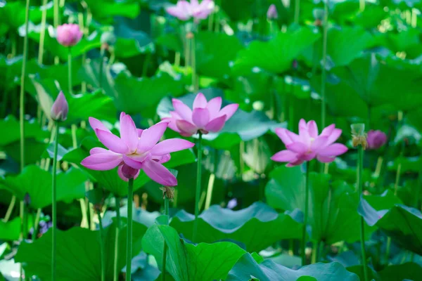 Belles Fleurs Lotus Fleurissent Dans Lac Été Beau Lotus Fleurit — Photo