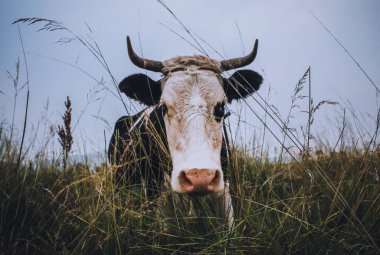 Çayır otlağında bir ineğin yakın çekimi