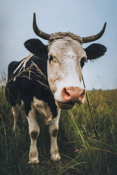 Gros Plan Une Vache Dans Pâturage Prairie — Photo