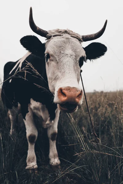 Gros Plan Une Vache Dans Pâturage Prairie — Photo