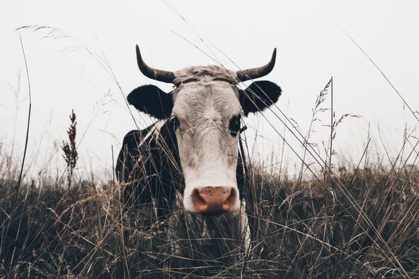 Gros Plan Une Vache Dans Pâturage Prairie — Photo