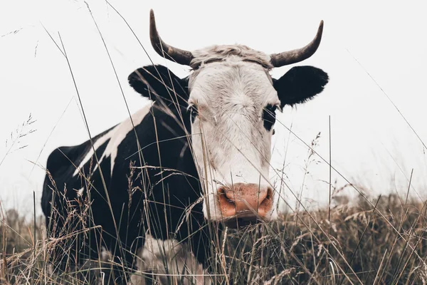 Close Van Een Koe Een Prairie Weiland — Stockfoto