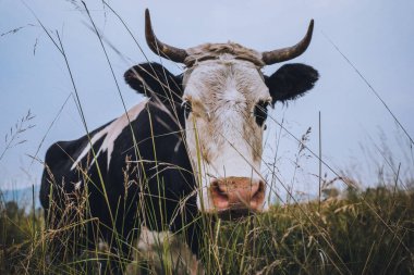 Çayır otlağında bir ineğin yakın çekimi