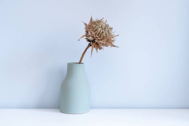 Yeşil vazoda solmuş bir Güney Afrika hükümdarı çiçeği.