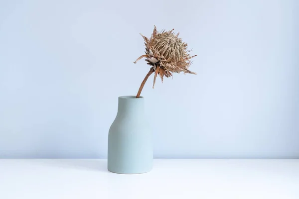 Uma Flor Monarca Sul Africana Murcha Vaso Verde — Fotografia de Stock