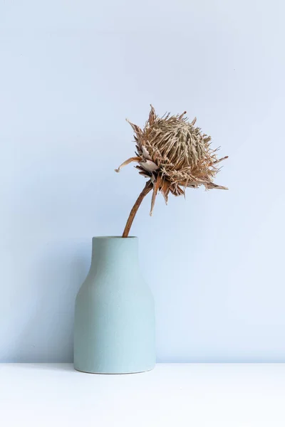 Uma Flor Monarca Sul Africana Murcha Vaso Verde — Fotografia de Stock