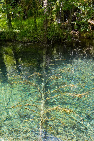 Podvodní Strom Jezeře Národním Parku Plitvická Jezera Chorvatsko — Stock fotografie