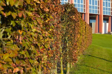 Binanın arka bahçesindeki bir ağacın yeşil çalıları..