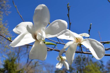 Baharın başlarında beyaz manolya çiçeği