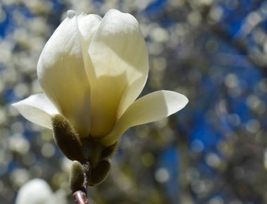 Baharın başlarında beyaz manolya çiçeği