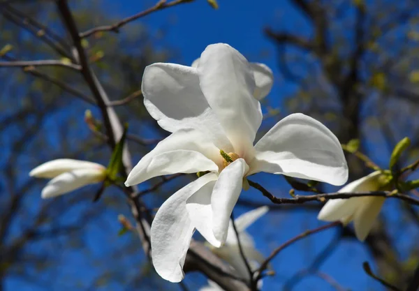 White Magnolia Flower Early Spring — Stock Photo, Image