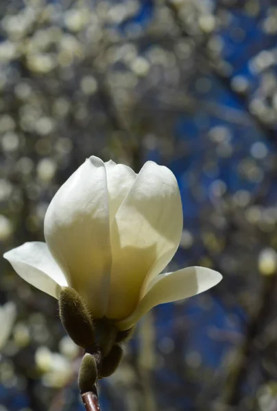 Biały Kwiat Magnolii Wczesną Wiosną — Zdjęcie stockowe